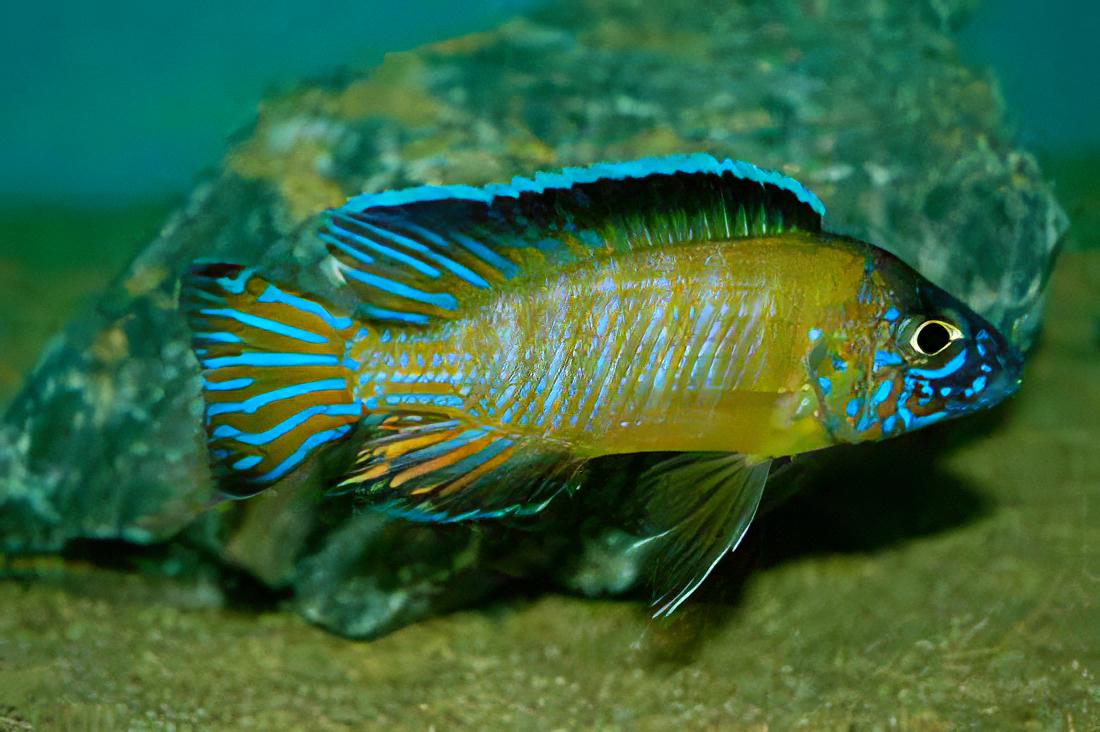 Aulonocara Usisya Neon Blue Peacock Malawi African Cichlid.