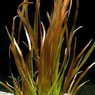 Vallisneria americana var. americana ‘Rubra’