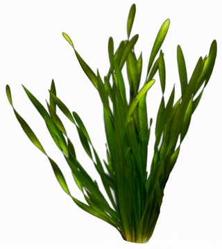 Vallisneria spiralis (torta)