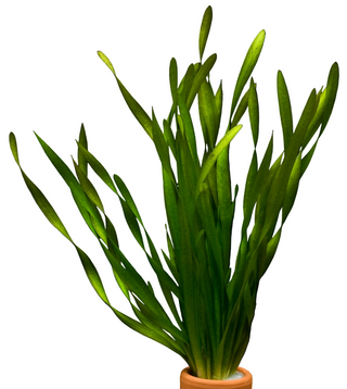 Vallisneria spiralis ‘Tortifolia’ (corkscrew)