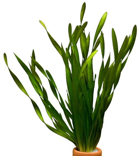 Vallisneria spiralis 'Tortifolia' (corkscrew)