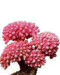 Coral types