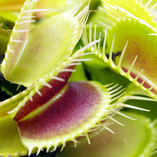 Venus Fly Trap (Dionaea muscipula)