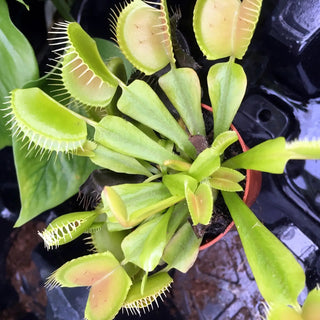 Venus Fly Trap (Dionaea muscipula)