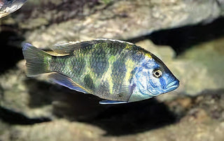 Haplochromis Venustus Giraffe Malawi African Cichlid.