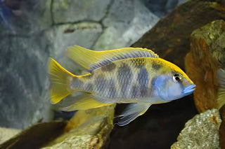 Haplochromis Venustus Giraffe Malawi African Cichlid.