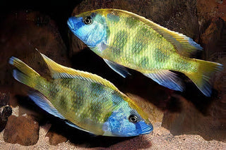 Haplochromis Venustus Giraffe Malawi African Cichlid.