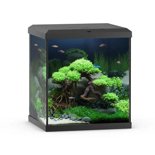 Juwel Vio Cube Freshwater Aquarium