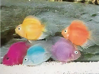 Purple Parrot Fish Hybrid Amphilophus citrinellus × Vieja melanurus 5cm.