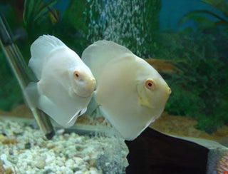 Snow White Discus.