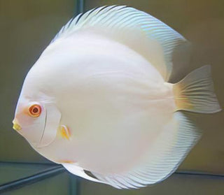 Snow White Discus.