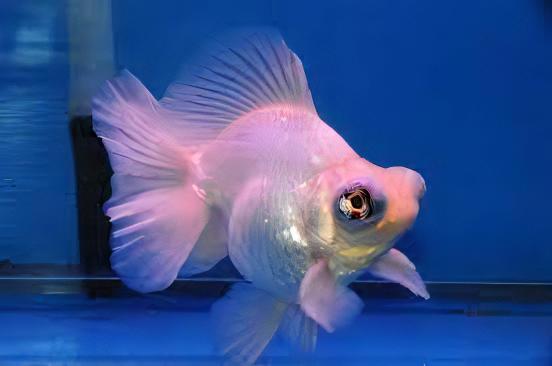 White Telescope Butterfly Moor Goldfish Carassius Auratus.