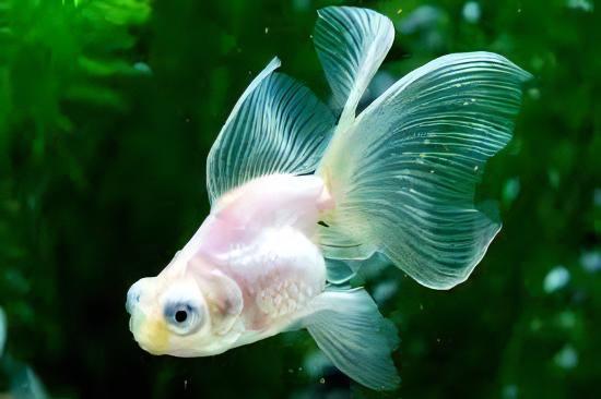 White Telescope Butterfly Moor Goldfish Carassius Auratus.