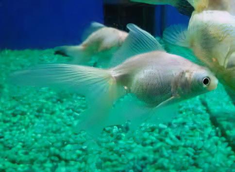 White Telescope Butterfly Moor Goldfish Carassius Auratus.