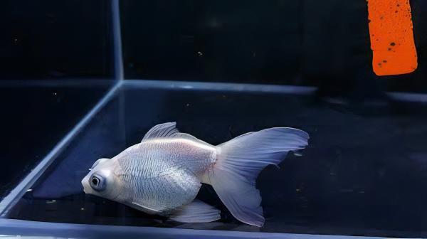 White Telescope Butterfly Moor Goldfish Carassius Auratus.