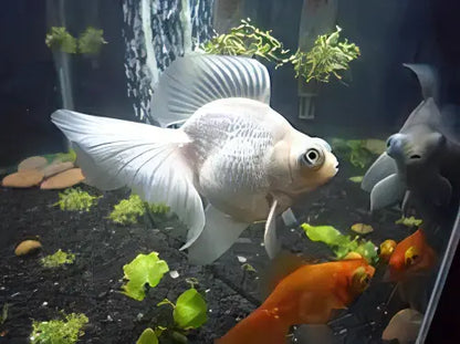 White Telescope Butterfly Moor Goldfish Carassius Auratus.