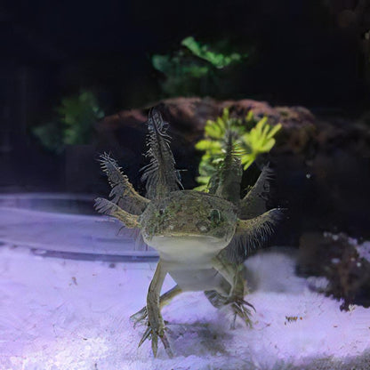 Brown Wild Coloured Black Eye Axolotl Ambystoma Mexicanum.