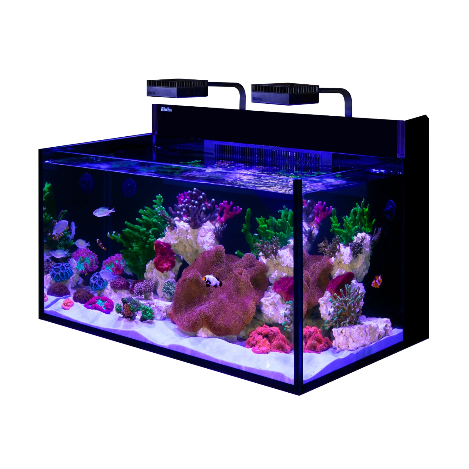 水槽 Red Sea MAX NANO Red Sea MAX NANO G2 XXL Aquarium – Charterhouse Aquatics