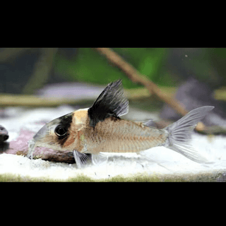 Assorted Corydoras Catfish 3cm.
