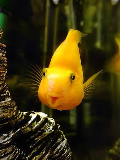 Yellow Parrot Fish Hybrid Amphilophus Citrinellus × Vieja melanurus 5cm.