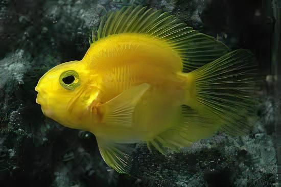Yellow Parrot Fish Hybrid Amphilophus Citrinellus × Vieja melanurus 5cm.