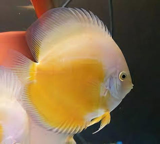 Assorted Discus.