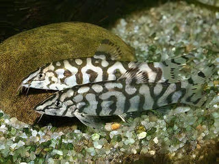 YoYo Pakistani Loach Botia Almorhae 4cm.