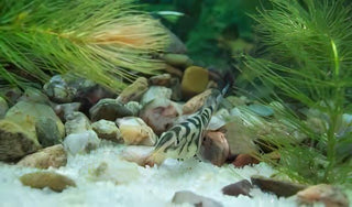YoYo Pakistani Loach Botia Almorhae 4cm.