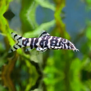 YoYo Pakistani Loach Botia Almorhae 4cm.