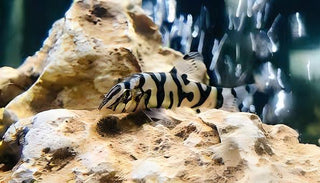 YoYo Pakistani Loach Botia Almorhae 4cm.