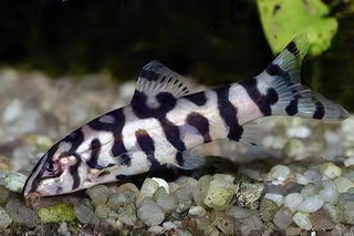 YoYo Pakistani Loach Botia Almorhae 4cm.