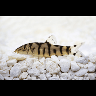 YoYo Pakistani Loach Botia Almorhae 4cm.