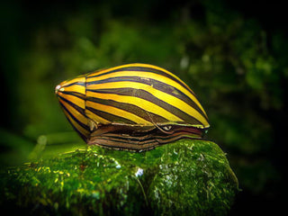 A1 Snail 8 x Zebra Snail Neritina Natalensis 2cm -.