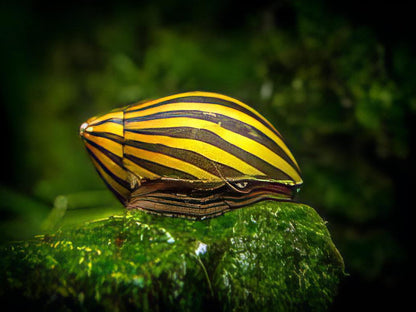A1 Snail 8 x Zebra Snail Neritina Natalensis 2cm -.