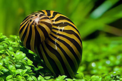 A1 Snail 8 x Zebra Snail Neritina Natalensis 2cm -.