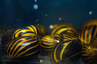 A1 Snail 8 x Zebra Snail Neritina Natalensis 2cm -.