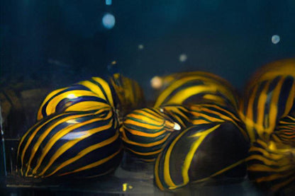A1 Snail 8 x Zebra Snail Neritina Natalensis 2cm -.