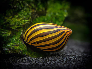 A1 Snail 8 x Zebra Snail Neritina Natalensis 2cm -.