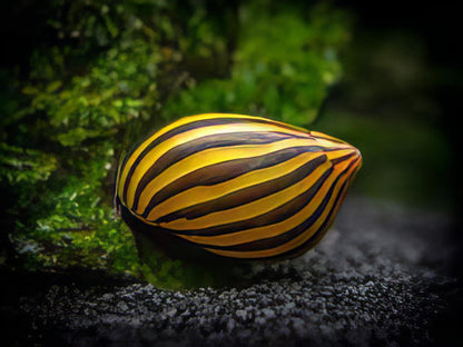 A1 Snail 8 x Zebra Snail Neritina Natalensis 2cm -.