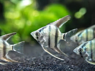 Zebra Angelfish Pterophyllum Scalare.