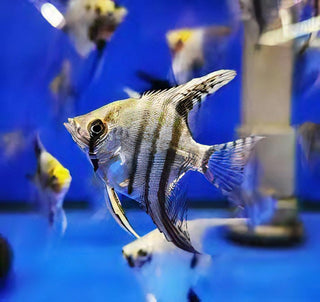 Zebra Angelfish Pterophyllum Scalare.