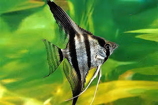 Zebra Angelfish Pterophyllum Scalare.