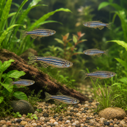 Zebra Danio Danio Rerio