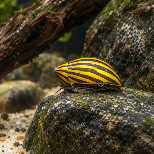 Zebra Snail Neritina Natalensis