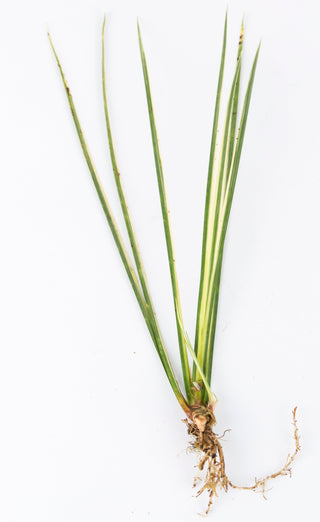 Acorus gramineus var. variegatus