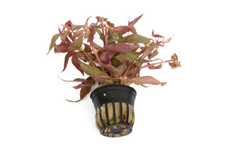 Alternanthera cardinalis