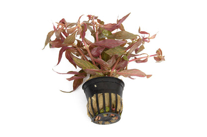 Alternanthera cardinalis