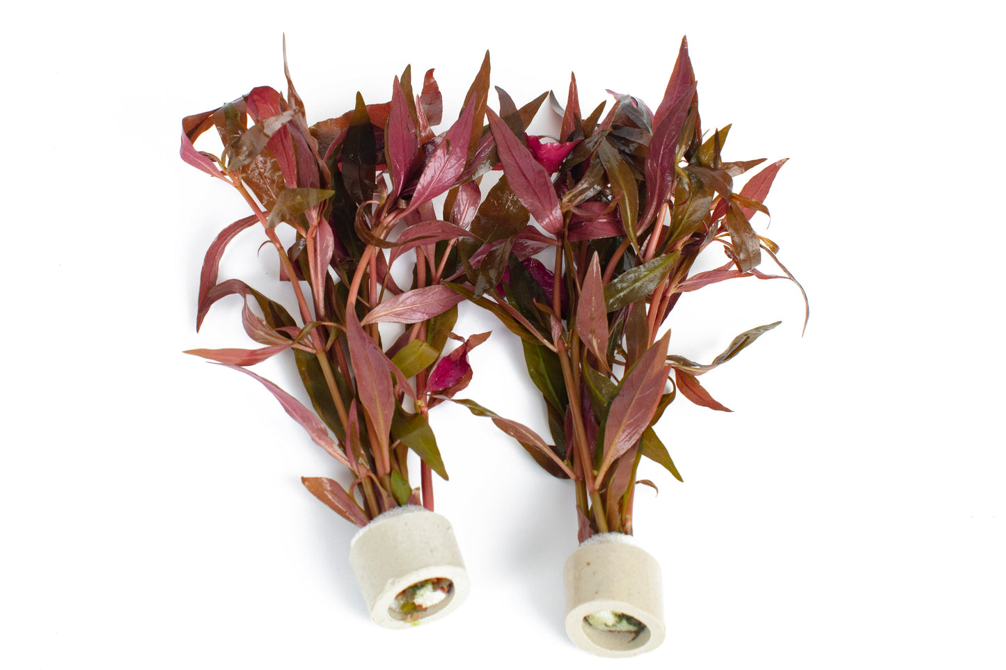 Alternanthera cardinalis