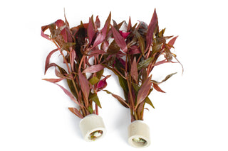Alternanthera cardinalis