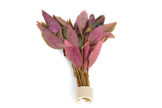 Alternanthera lilacina